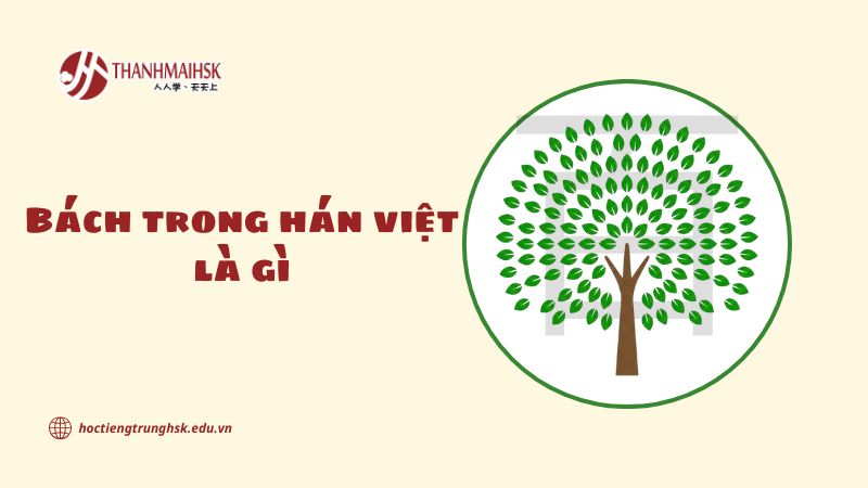 Bách trong Hán Việt là gì và nguồn gốc từ chữ Hán