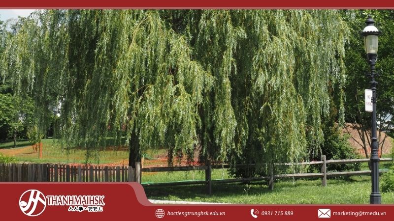 blieu-yeu-dao-to-la-gi