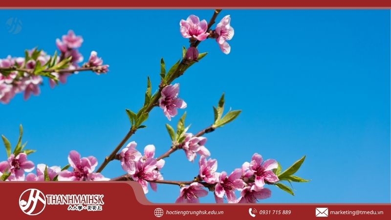 clieu-yeu-dao-to-la-gi