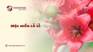 moc-mien-la-gi