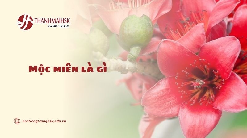 Mộc miên là gì? Từ gốc tiếng Việt đến tiếng Trung