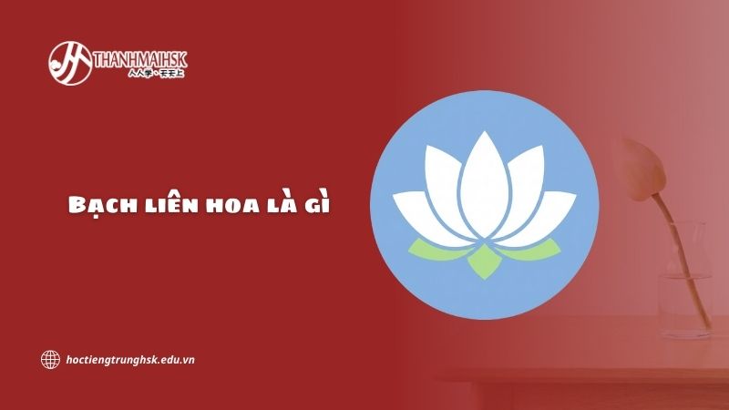 Bạch liên hoa là gì? Ý nghĩa và cách dùng trong tiếng Trung hiện đại