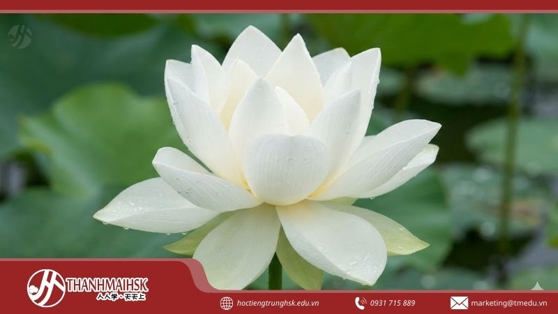 bbach-lien-hoa-la-gi